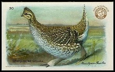 30 Sharp-tailed Grouse